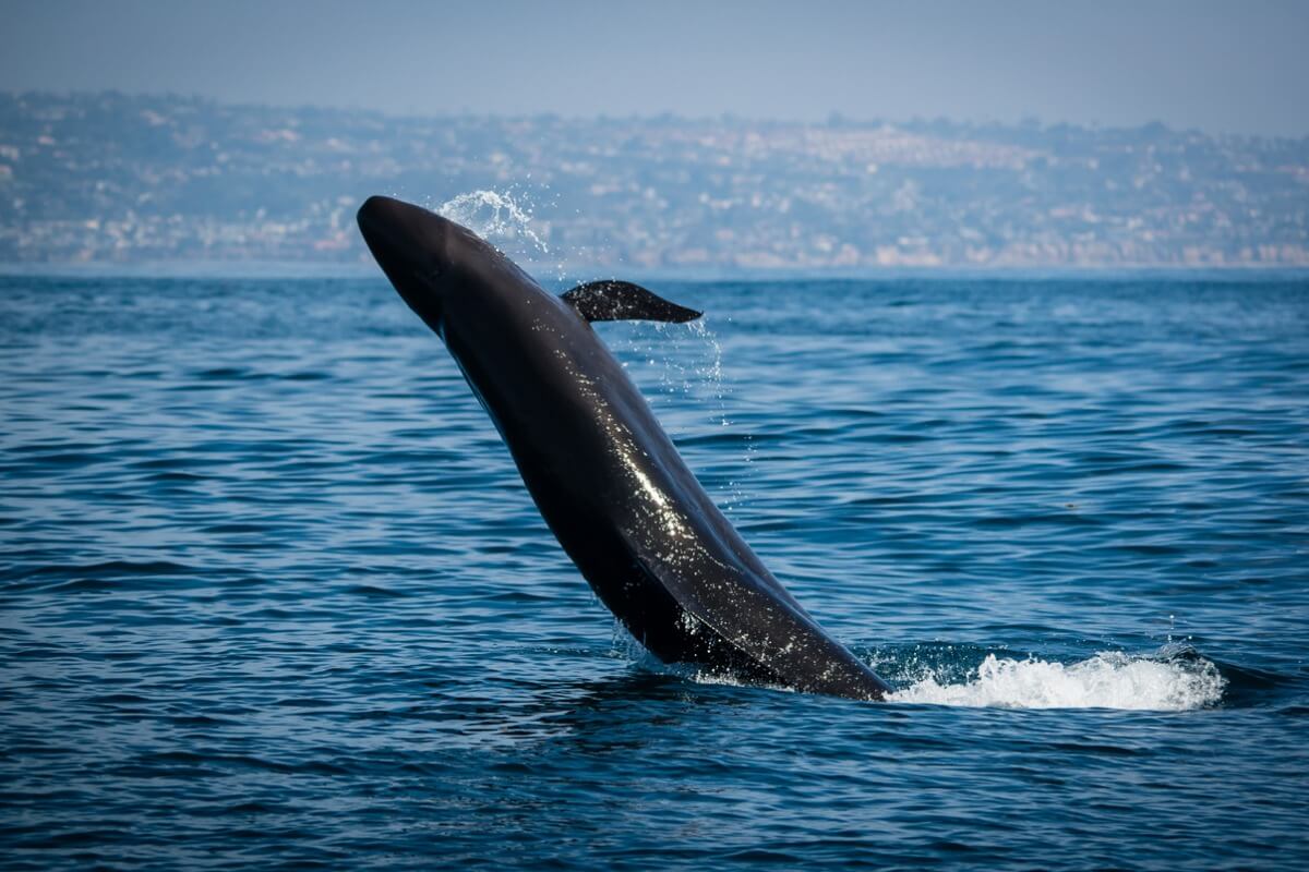 Una falsa orca saltando del agua.