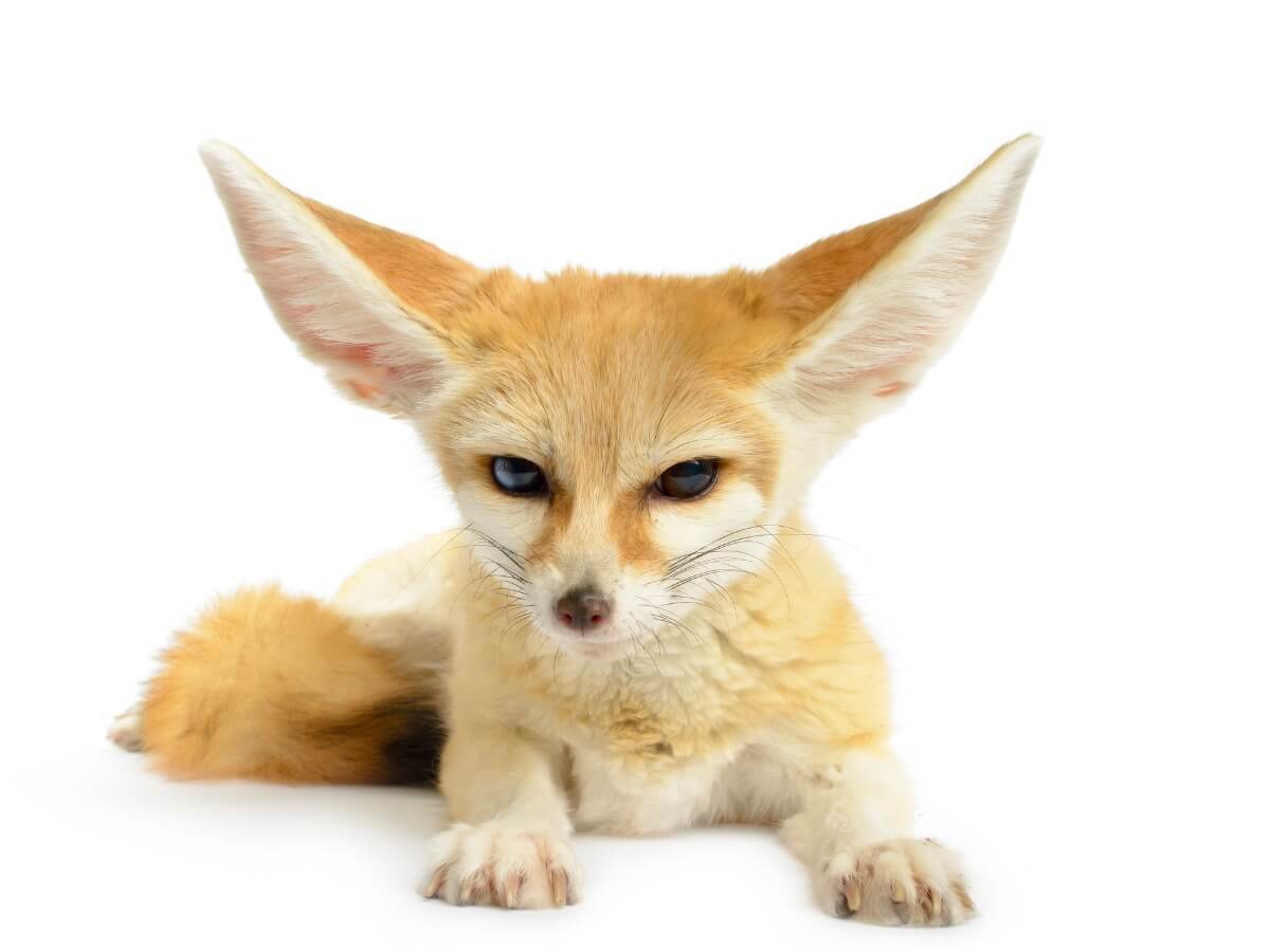 Warum Tiere kleiner werden