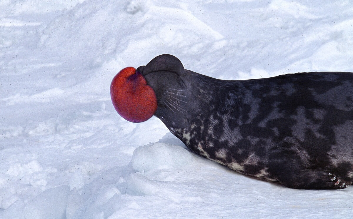 Una de las especies de focas mostrando su despliegue sexual.
