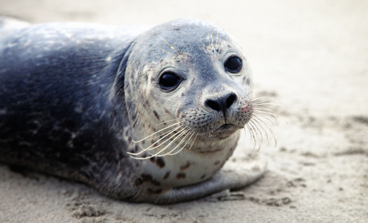 Una de las especies de focas más famosa.