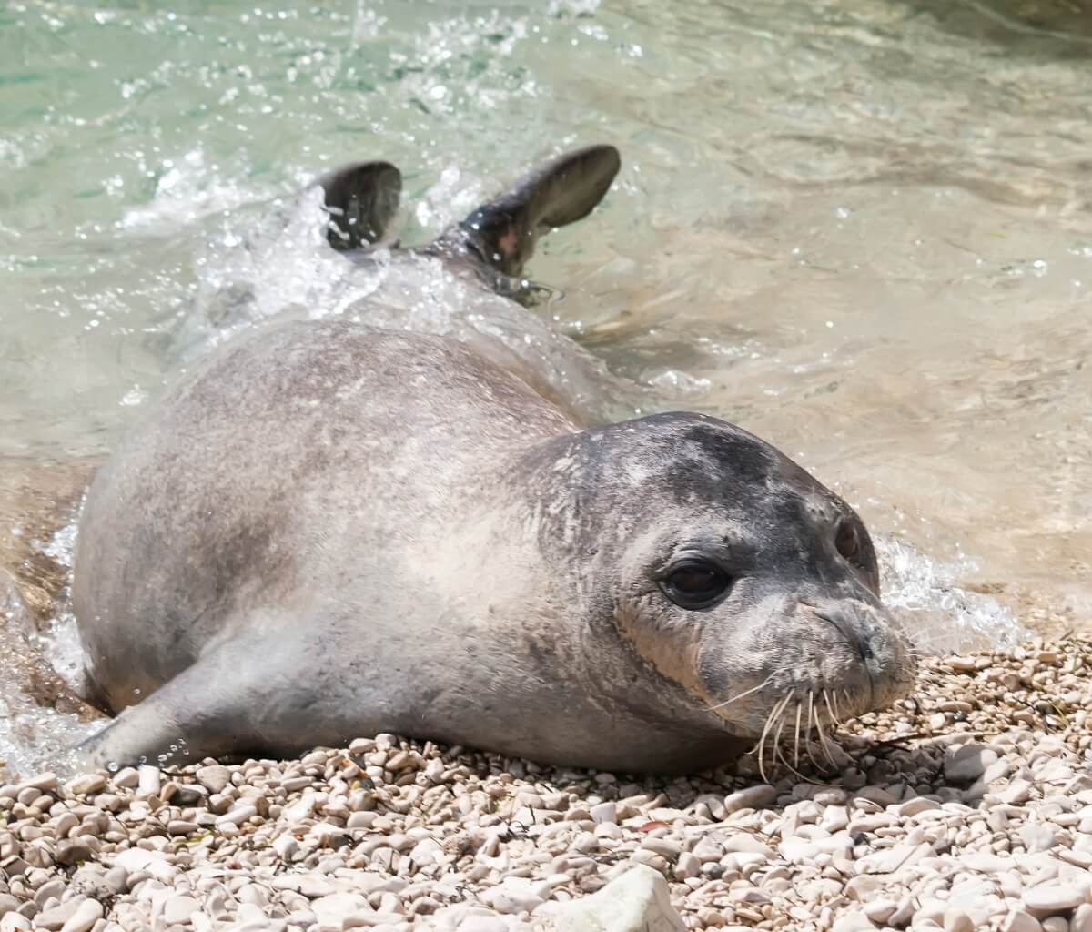 11 endangered animals in Spain