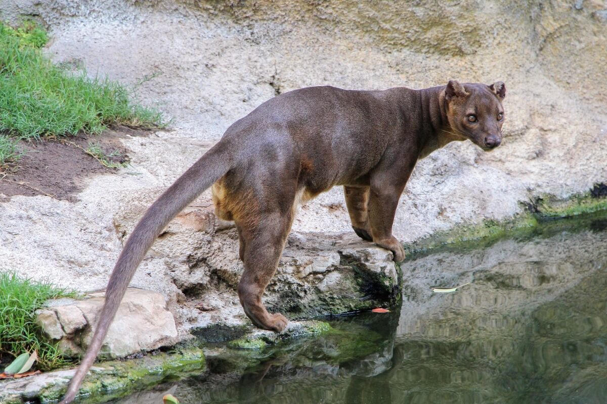 Una fosa mira a cámara. Uno de los animales más bellos de Madagascar.