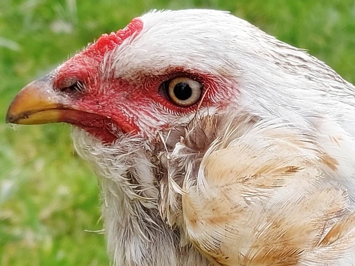 La cabeza de una gallina araucana.