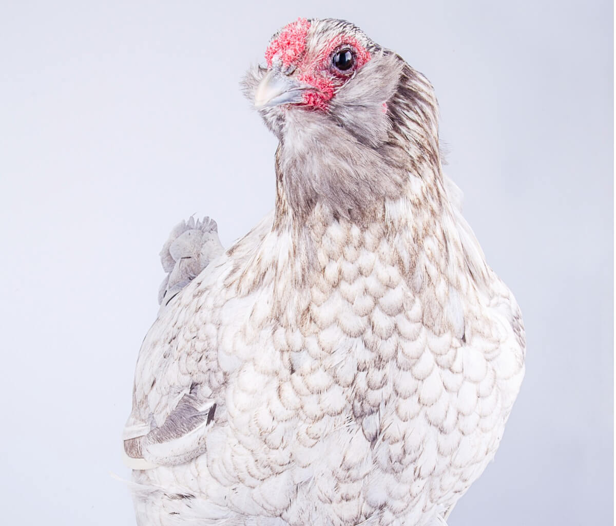 Una gallina araucana su uno sfondo bianco.