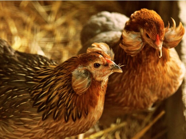 Gallina araucana: reproducción, alimentación y cuidados