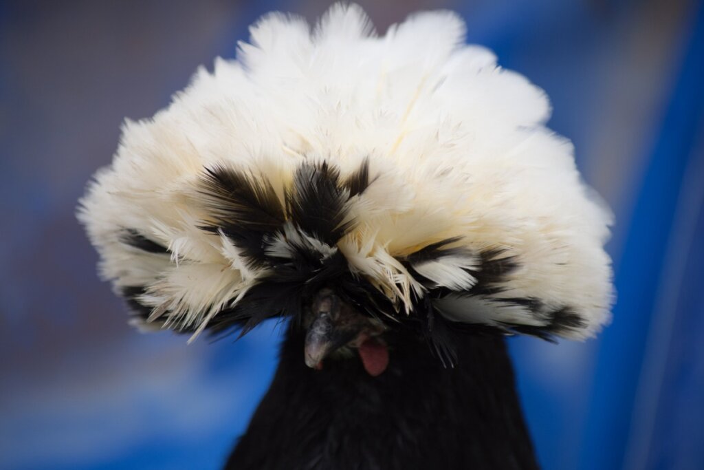 La cabeza de una gallina polaca.