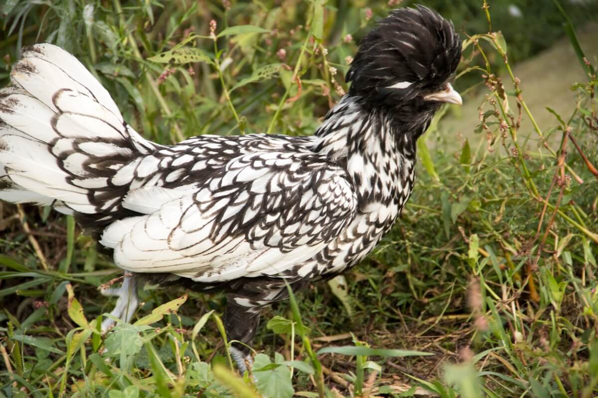 Una gallina.