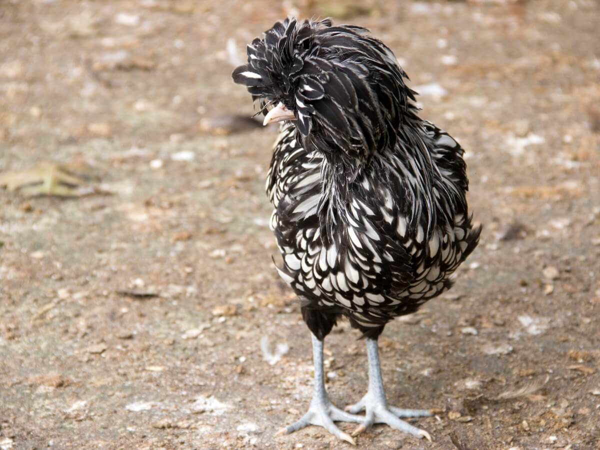 Una gallina polaca en el campo.