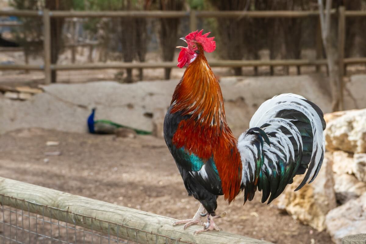 Un gallo canta sobre el gallinero.