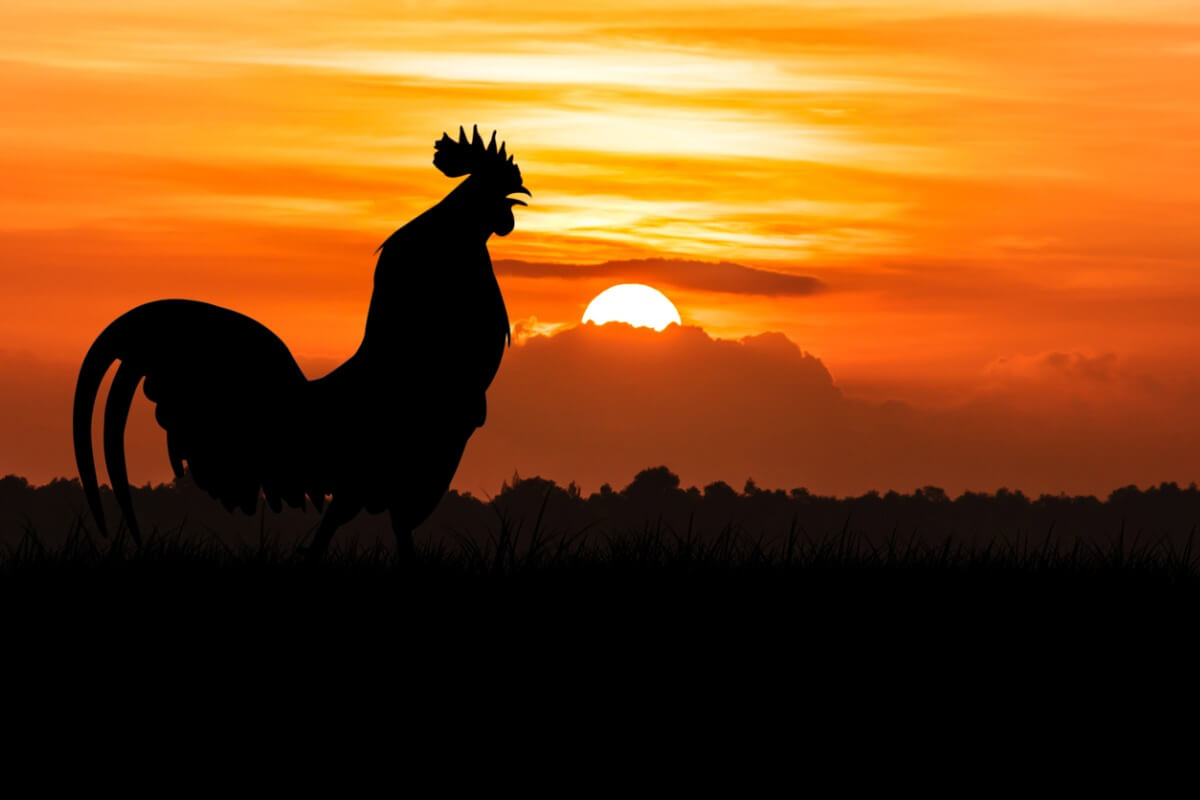 Why do the roosters crow?