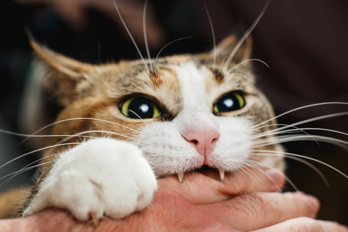 ¿Por qué tu gato te muerde mientras duermes?