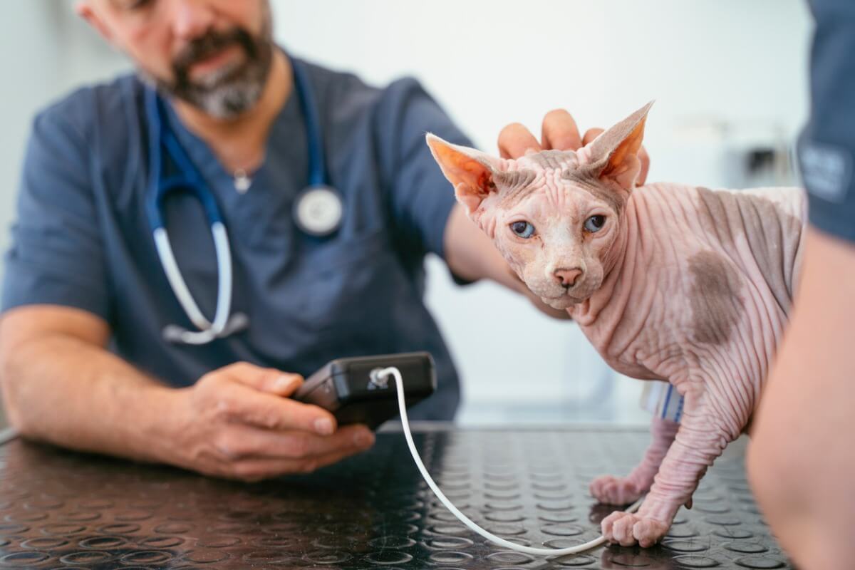 A cat at the vet follows some blood tests.