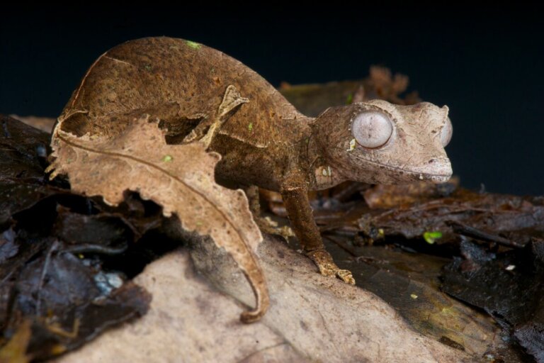 Gecko cola de hoja: hábitat y características