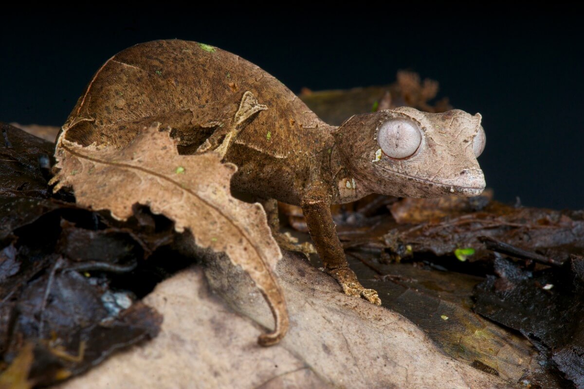 Gecko cola de hoja: hábitat y características