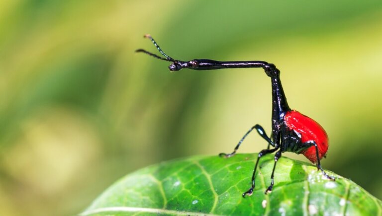 El gorgojo jirafa: hábitat, características y curiosidades