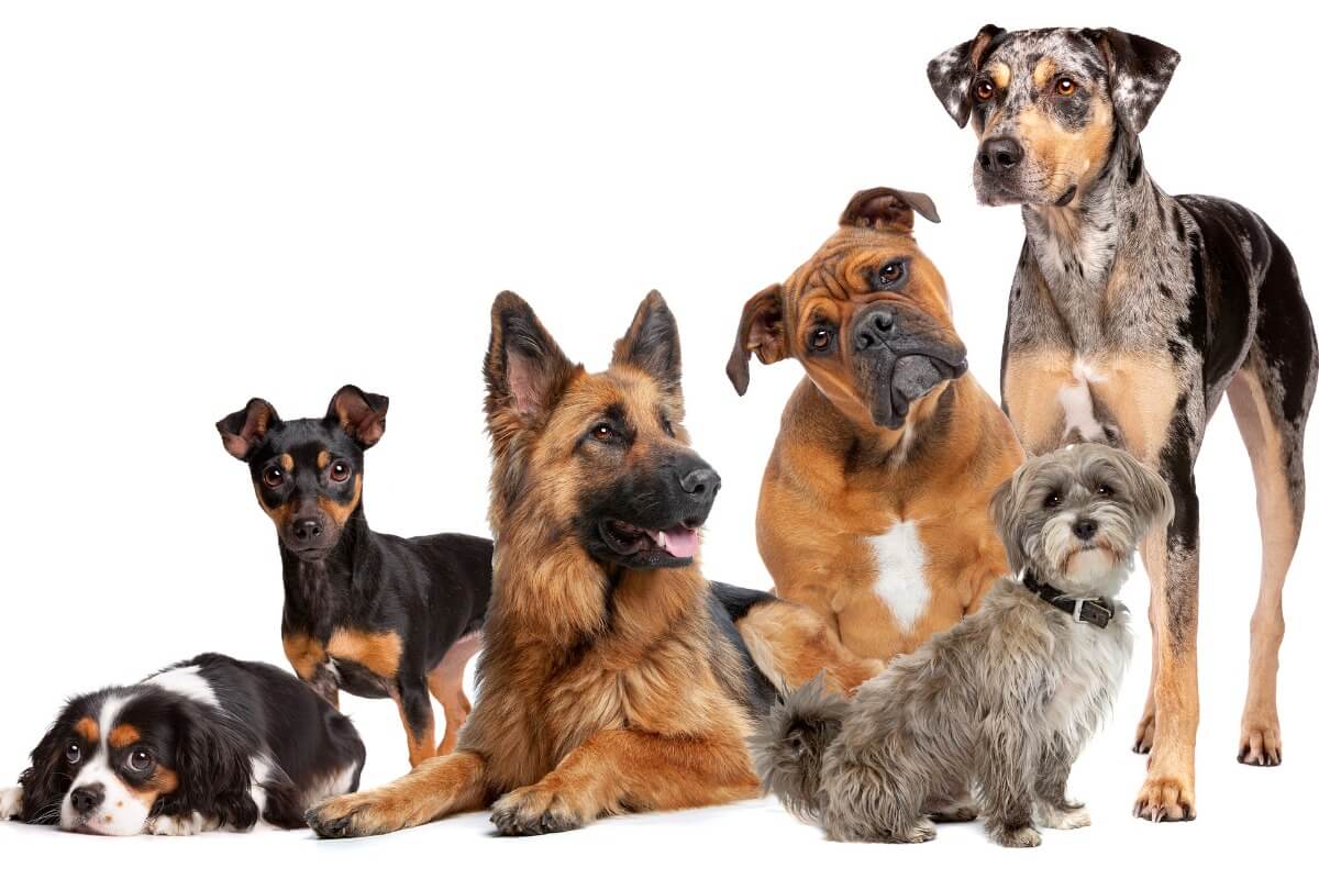 The origin of the dog is very old.