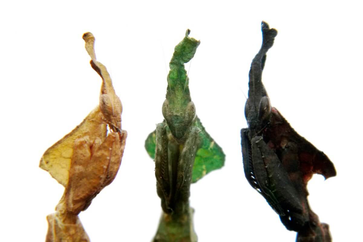 The 10 rarest insects on the planet