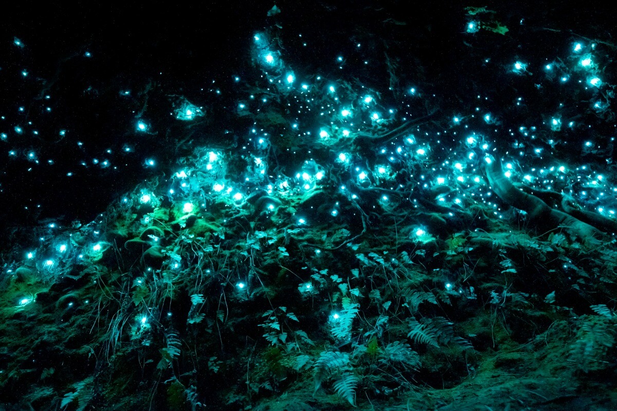 Unos gusanos luminosos en una cueva.