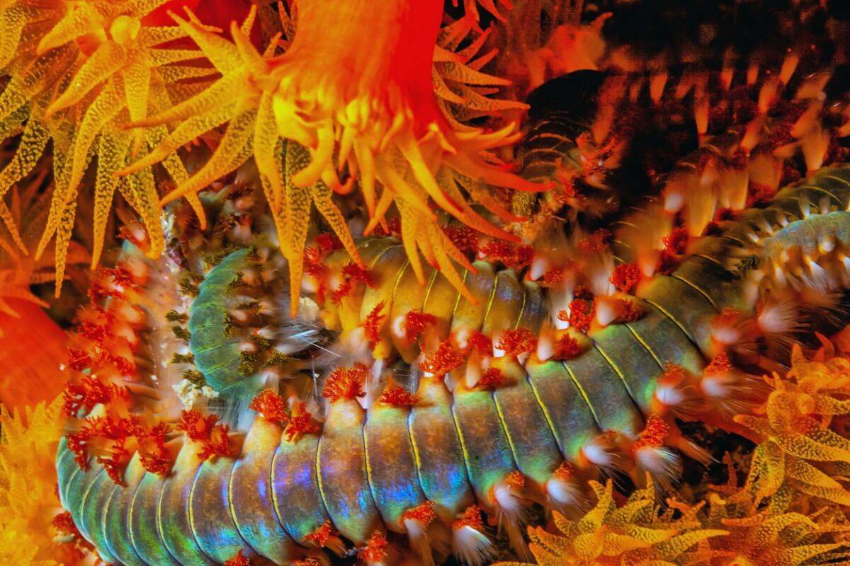 A marine worm with the ability to produce light.