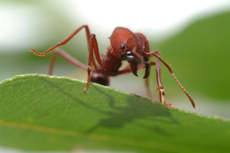Hormigas culonas: hábitat y características