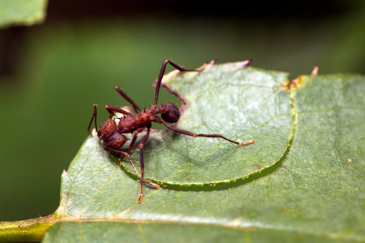 Una formica dal culo grosso che mangia una foglia.