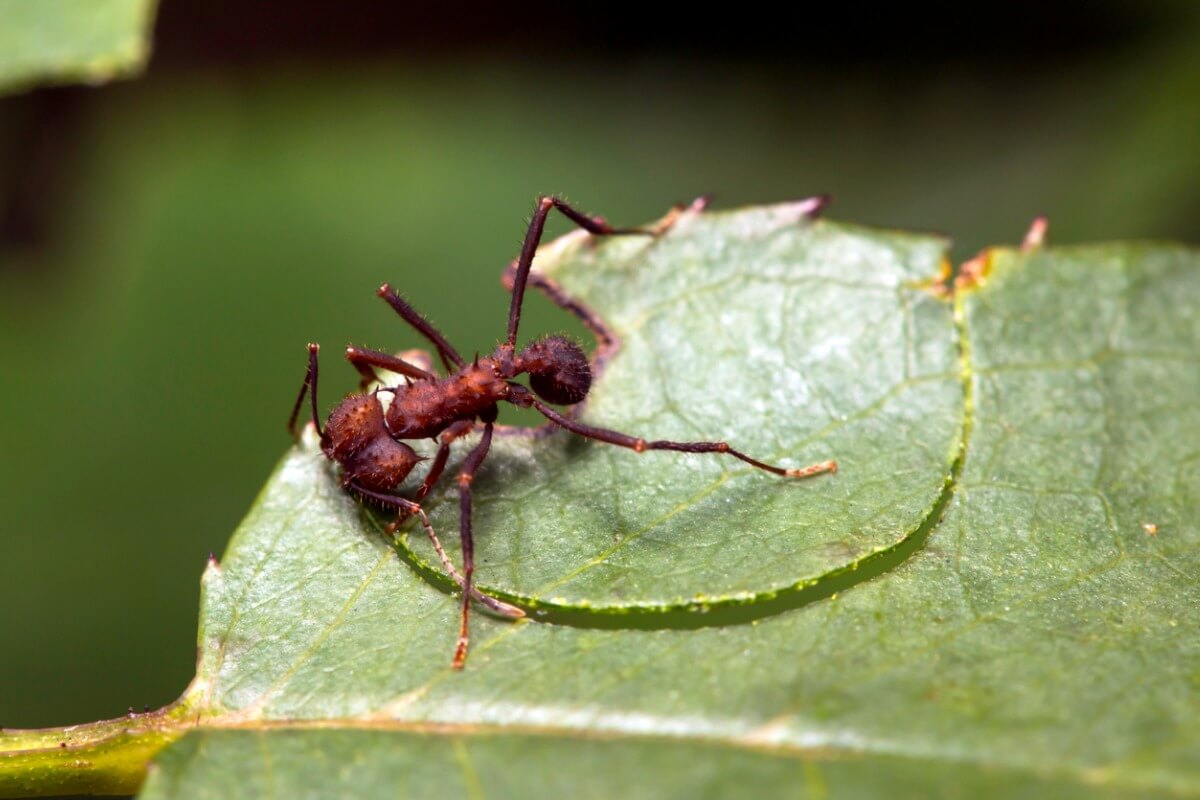 A big-assed ant eating a leaf.