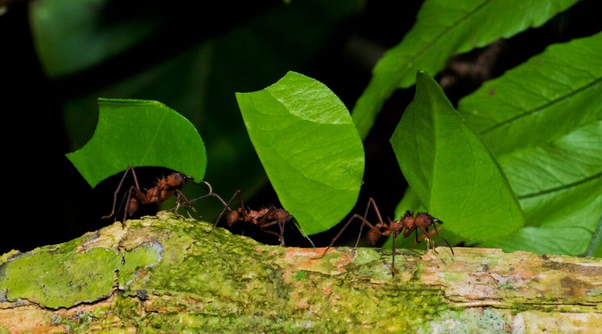 Alcune formiche culona trasportano le foglie al formicaio.