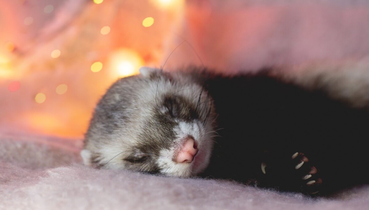Un hurón durmiendo.