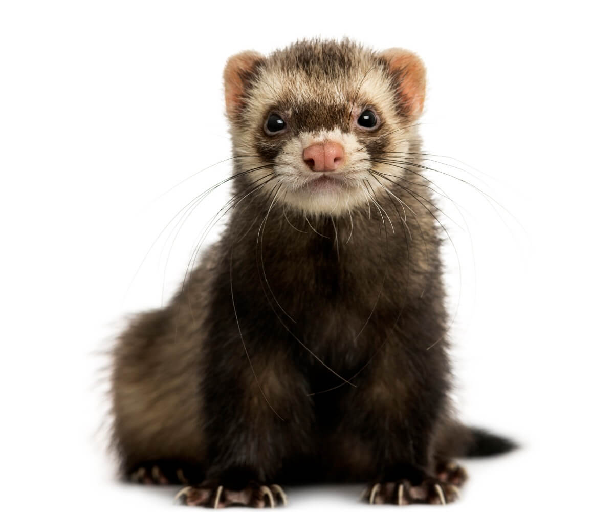A ferret is looking at the camera.