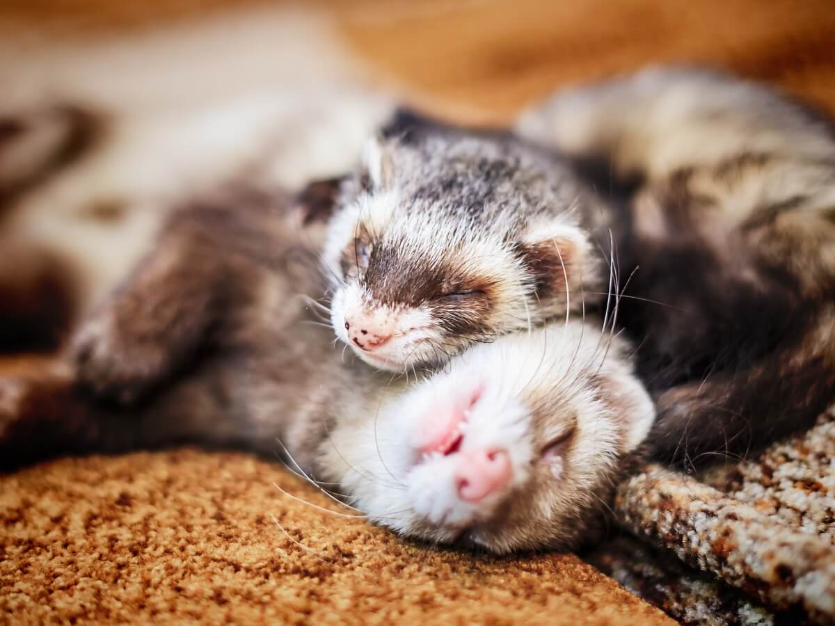 Bathing your ferret is easier than it sounds.