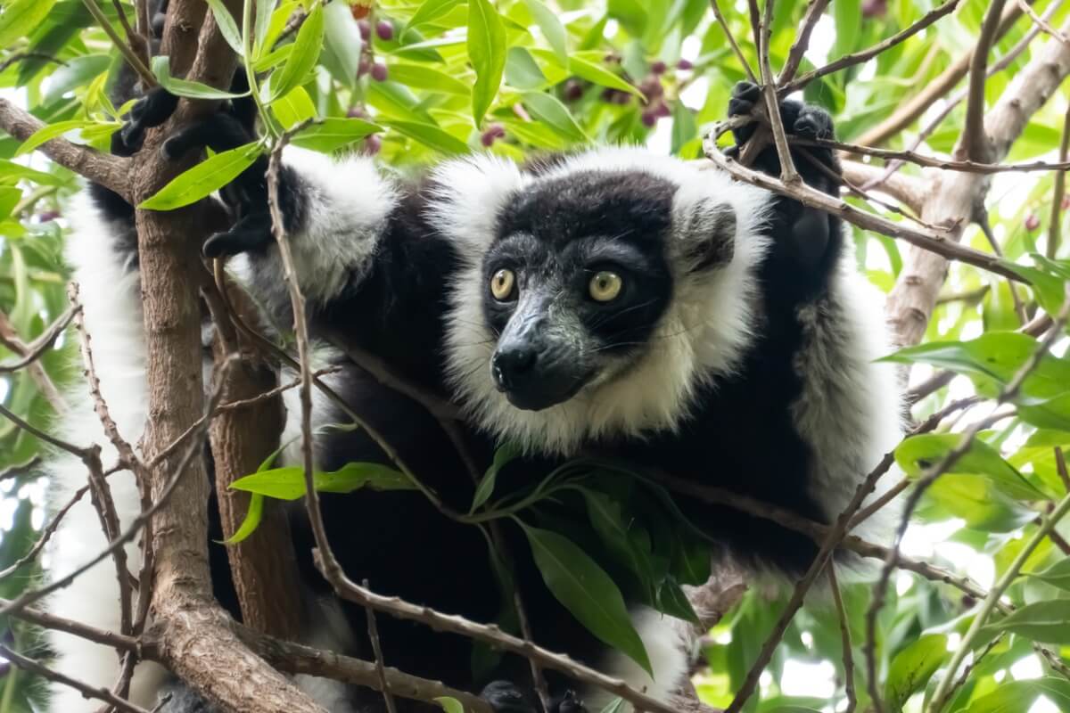 An Indri indri between branches.