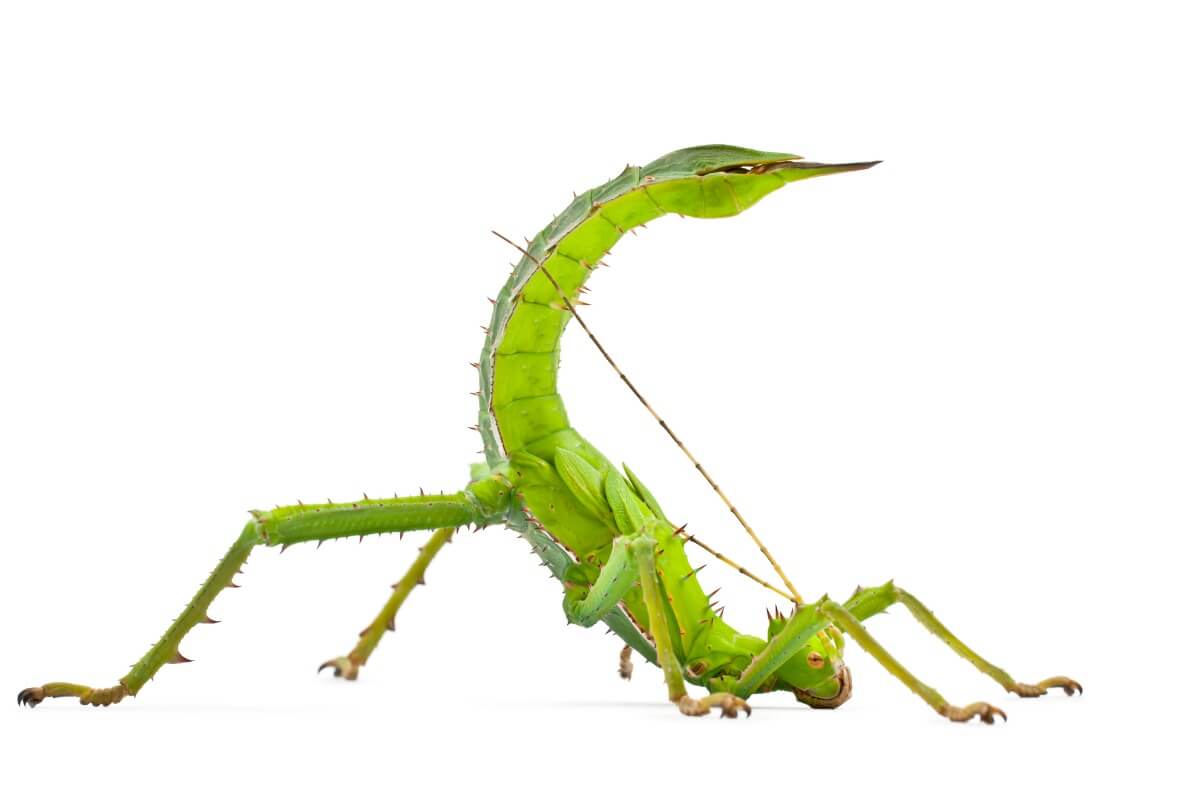 Un insecto palo en posición de defensa.