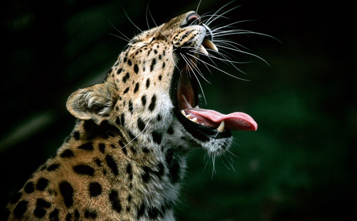 Un leopardo de amur gruñendo.