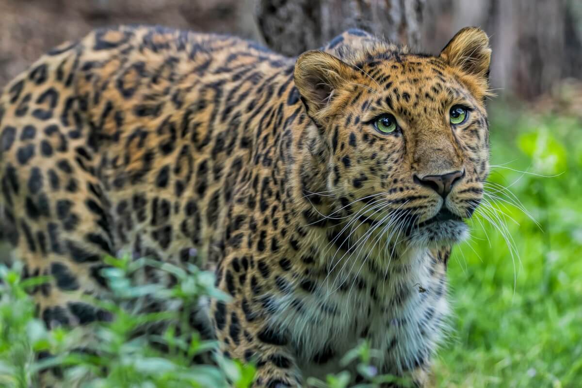 Un leopardo de Amur posando en la maleza.