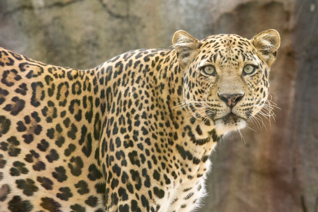 Un leopardo.