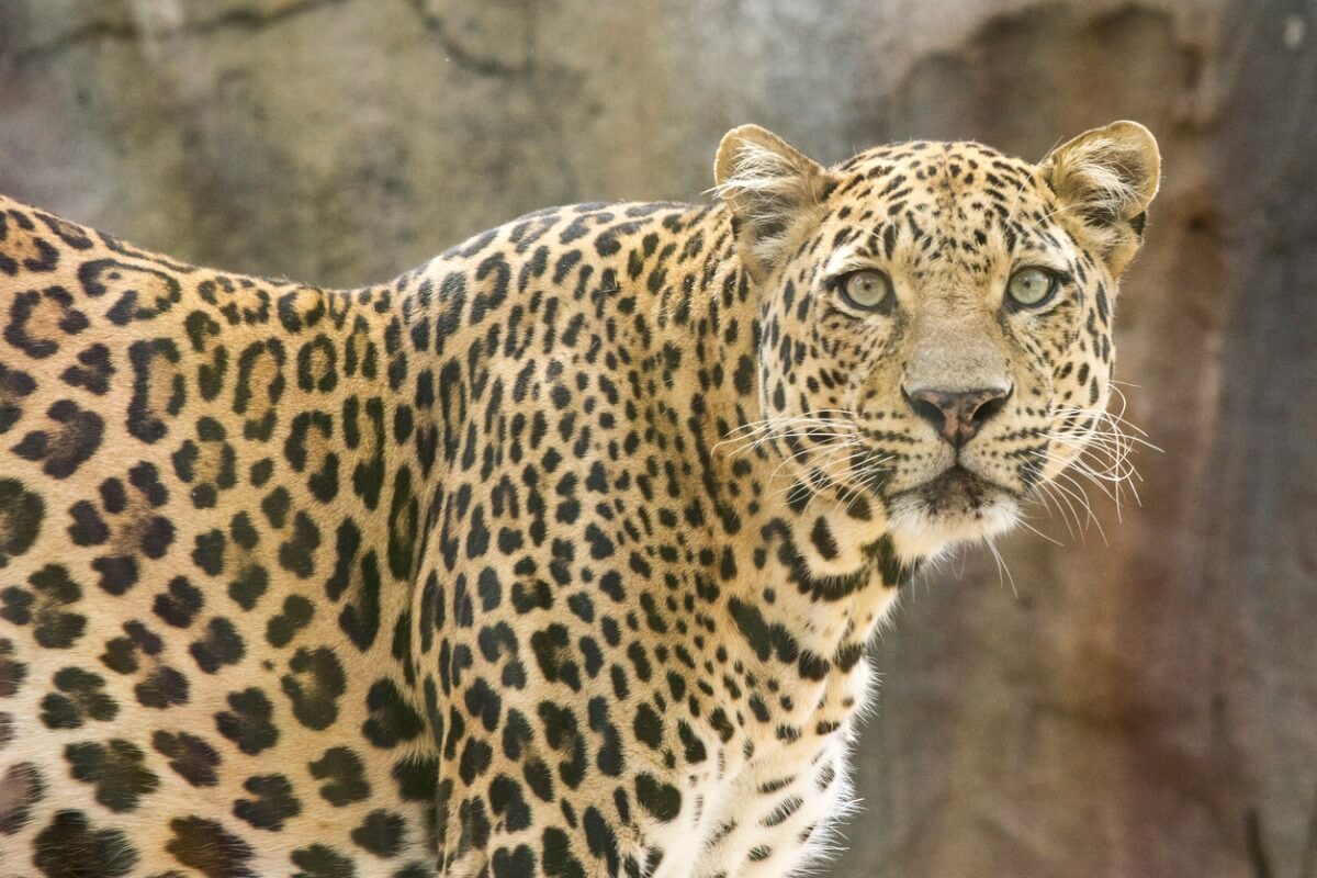 Un leopardo de Amur mira a cámara.