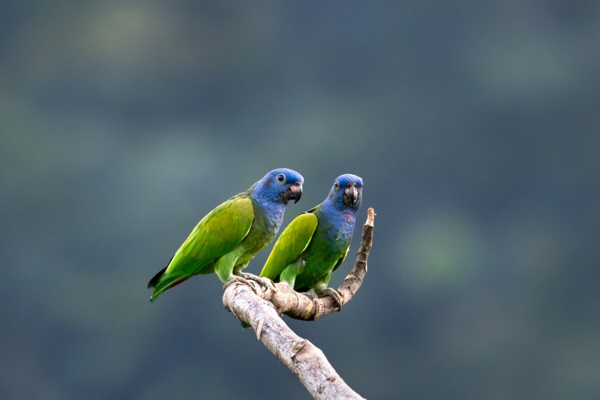 A couple of parrots.
