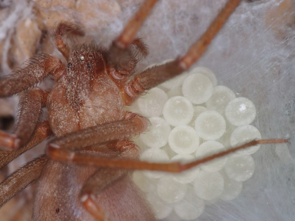 Un ragno violinista con molte uova.