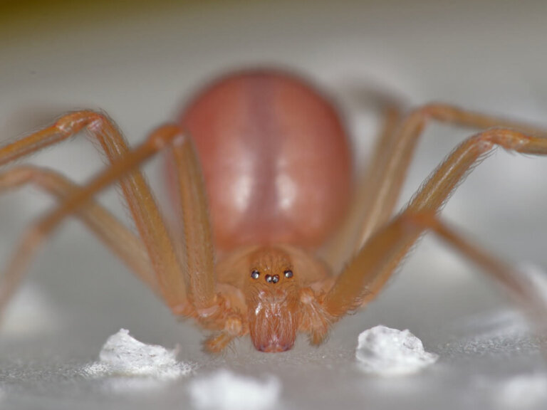 Araña violinista: hábitat y características