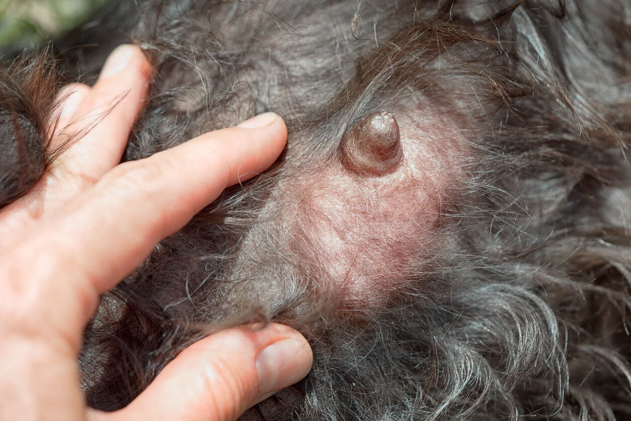 ¿Por qué hay perras con las mamas hinchadas?