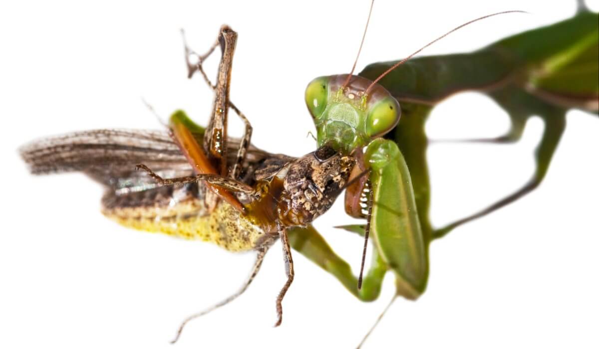 Una mantide religiosa che mangia.