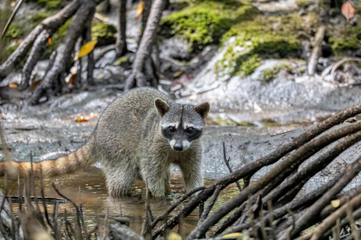 Un mapache cangrejero.
