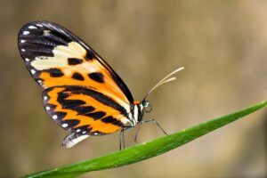¿Las mariposas pueden cambiar el color de sus alas?