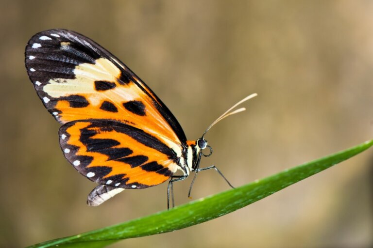 ¿Las mariposas pueden cambiar el color de sus alas?