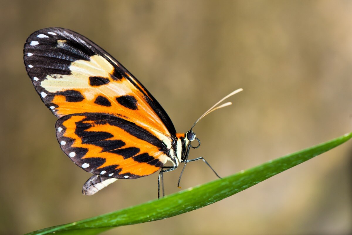 Otro de los tipos de insectos.