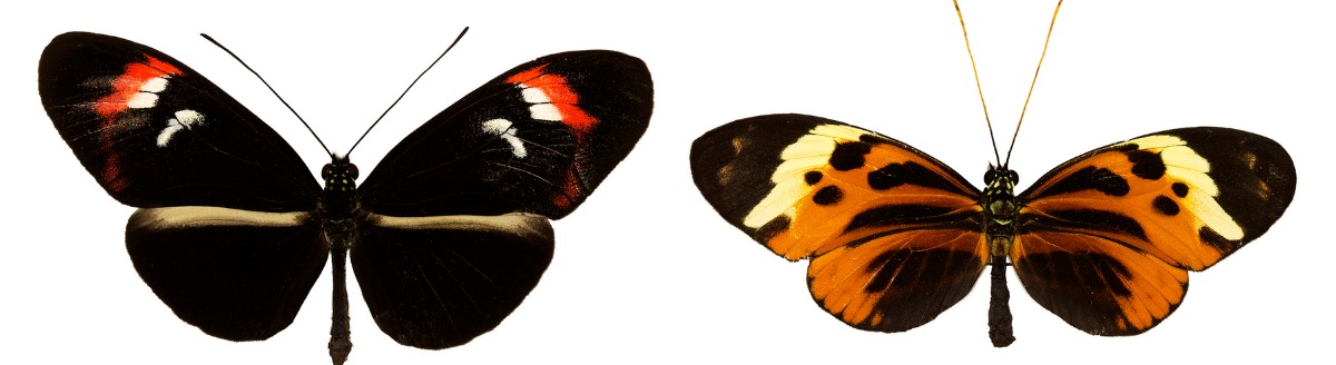 Et par sommerfugler med forskjellige farger.