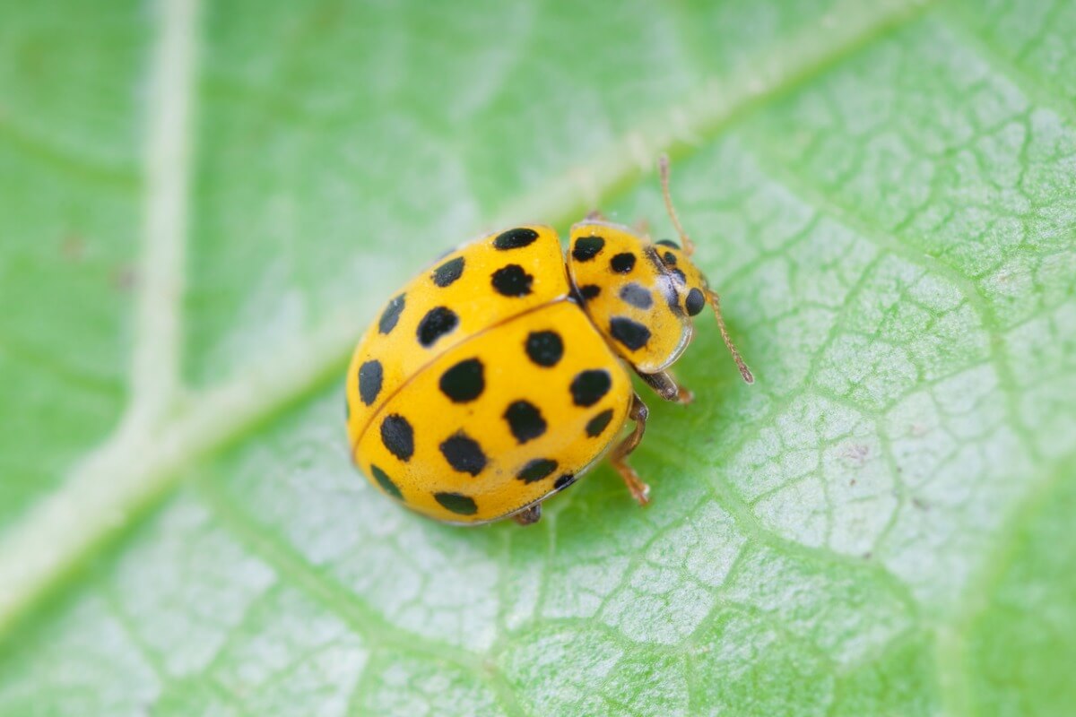 Una mariquita amarilla sobre una hoja.