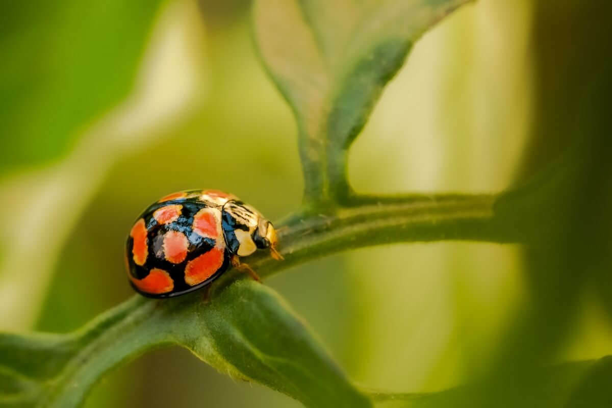 ¿Sabes qué comen las mariquitas?