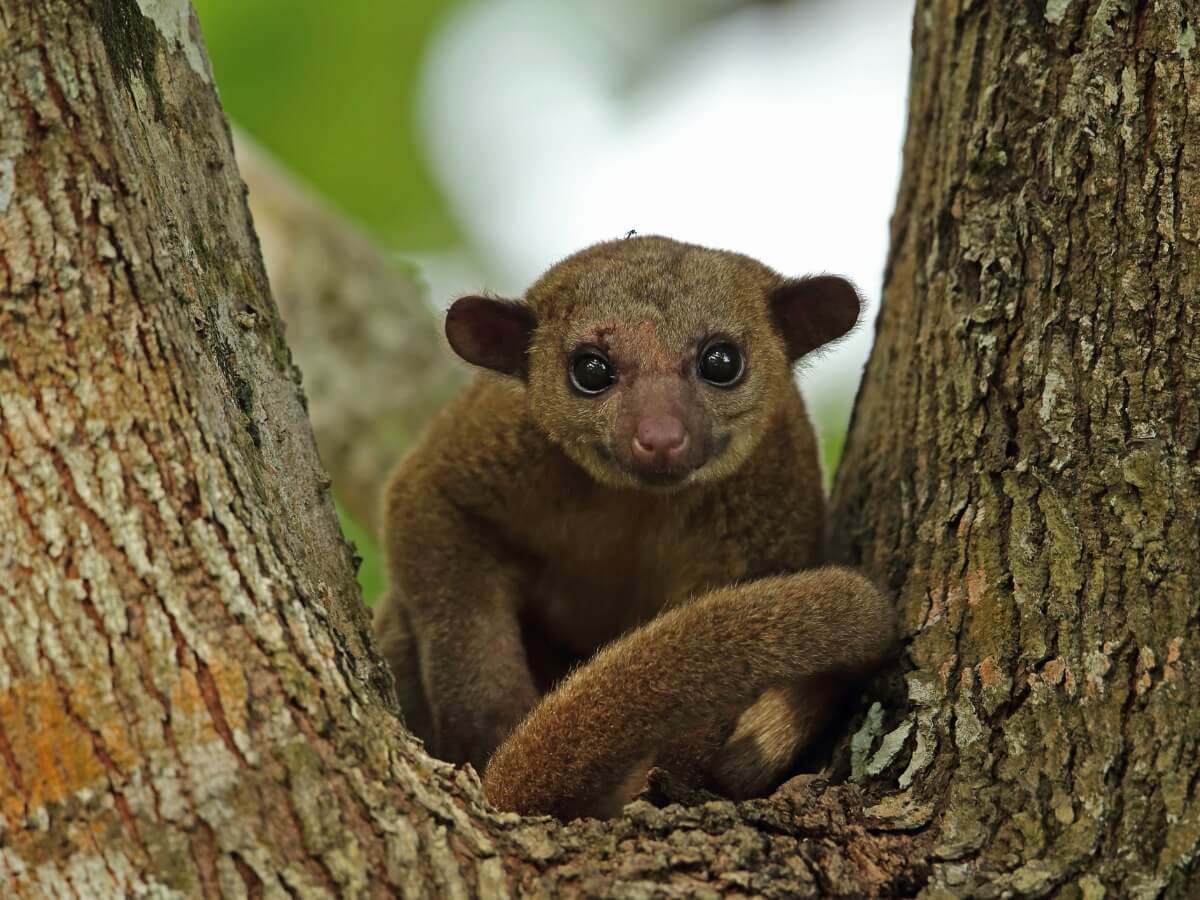 La martucha es uno de los animales que se parecen al mapache.