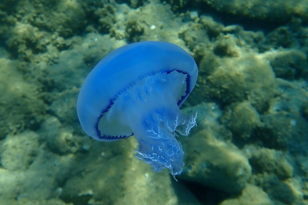 Una de las medusas más grandes del mundo.